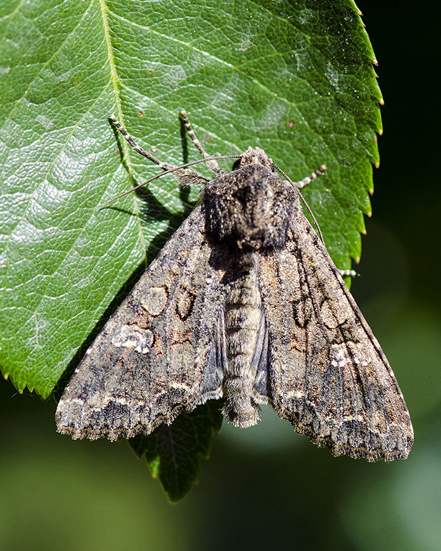 Noctuidae da determinare - Mamestra brassicae